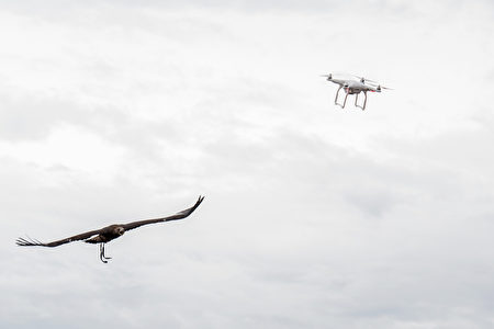 FRANCE-DEFENCE-FALCONRY-DRONES FRANCE-DEFENCE-FALCONRY-DRONES