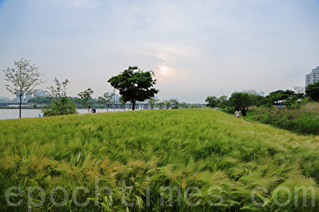 五月中旬的韩国首尔汉江公园(二村洞地区)一望无际的青麦田。(全景林/媒体)