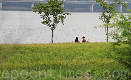 五月中旬的韩国首尔汉江公园(二村洞地区)一望无际的青麦田。(全景林/媒体)