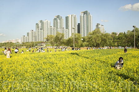 五月中旬的韩国首尔汉江瑞来岛(瑞草区盘浦地区)金黄的油菜花于汉江形成风景如画的美景。(全景林/媒体)
