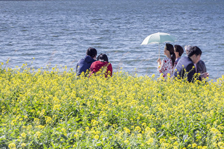 五月中旬的韩国首尔汉江瑞来岛(瑞草区盘浦地区)金黄的油菜花于汉江形成风景如画的美景。(全景林/媒体)