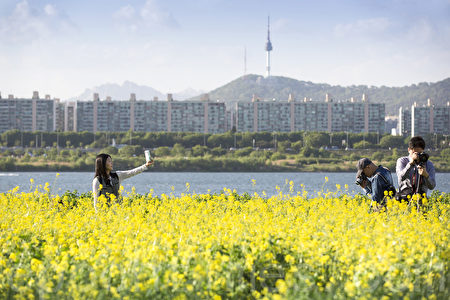 五月中旬的韩国首尔汉江瑞来岛(瑞草区盘浦地区)金黄的油菜花于汉江形成风景如画的美景。(全景林/媒体)