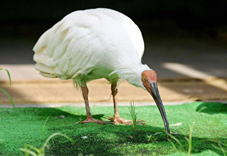 SADO ISLAND, JAPAN: This 17 September 2003 picture shows the last wild crested ibis born in Japan;
