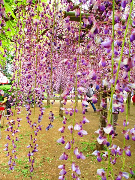 紫藤亮出亮丽的花颜,紫藤花串长如幽帘,颜色、形态、意境皆美,叹造物的神工。(可容/媒体)